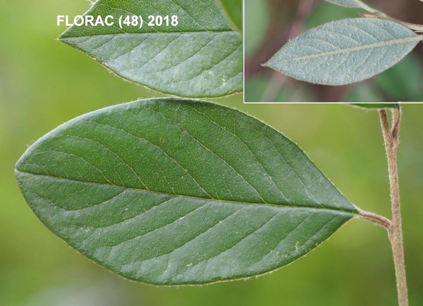 Cotoneaster, Late leaf